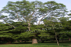 Ailanthus excelsa
